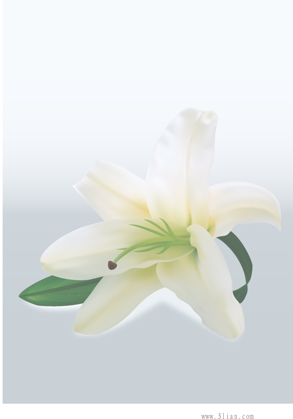 百合花