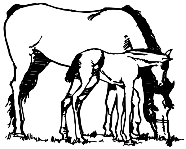 馬常見動物矢量素材EPS格式0028
