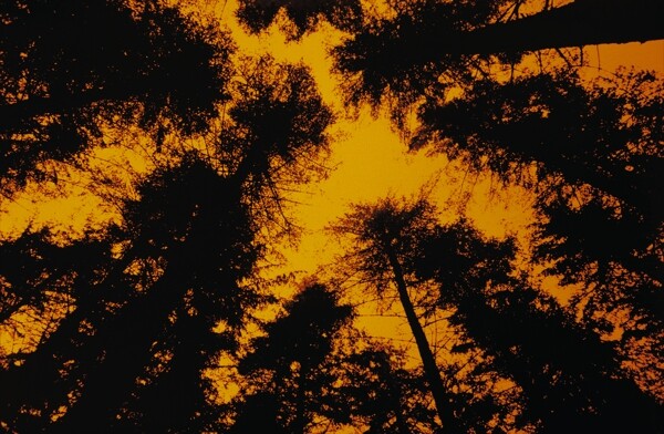 黄色背景下的林木景象图片