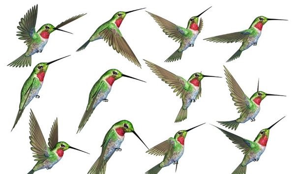 3D蜂鳥素材圖片