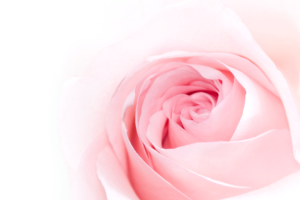 超大粉红玫瑰图片