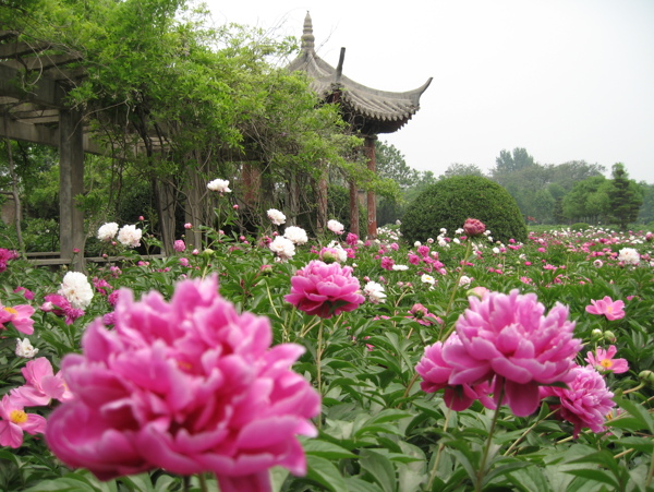 攝影圖旅游攝影沈陽植物園旅游芍藥花園