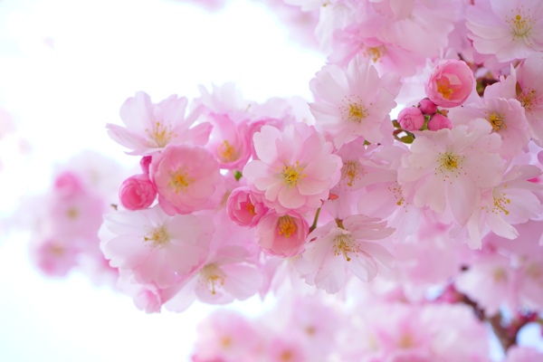 櫻花
