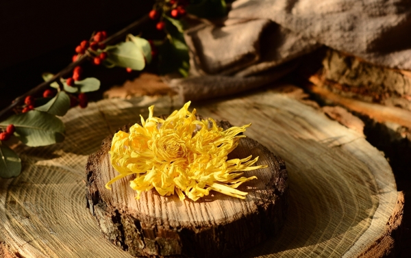 金絲皇菊