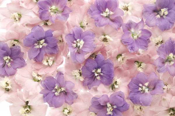 花团锦簇时尚花瓣花纹背景清新