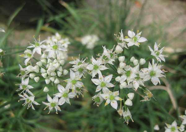 韭菜花圖片