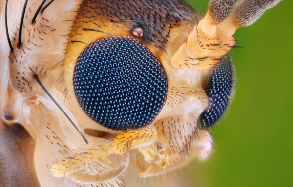 昆虫虫类微距图片