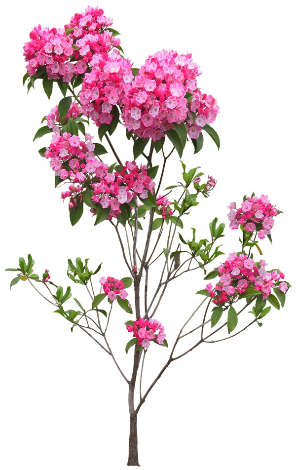 后期花素材