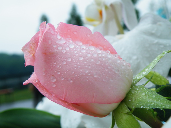 雨中麗影圖片