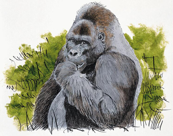 大猩猩灵长动物动物插图30