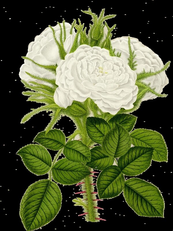 手绘白色蔷薇花图片