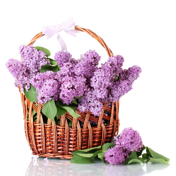 一篮紫丁香花图片