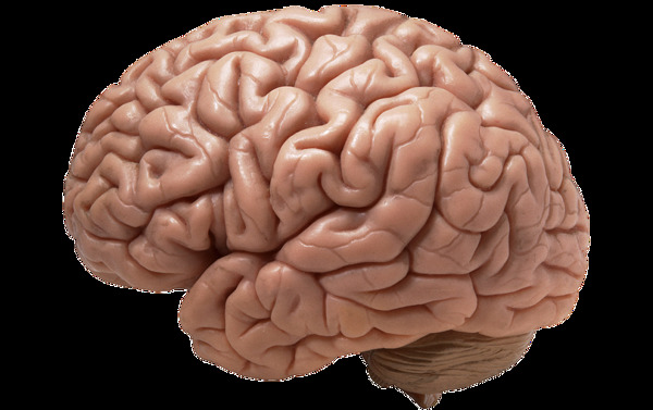 红色大脑模型图免抠png透明图层素材