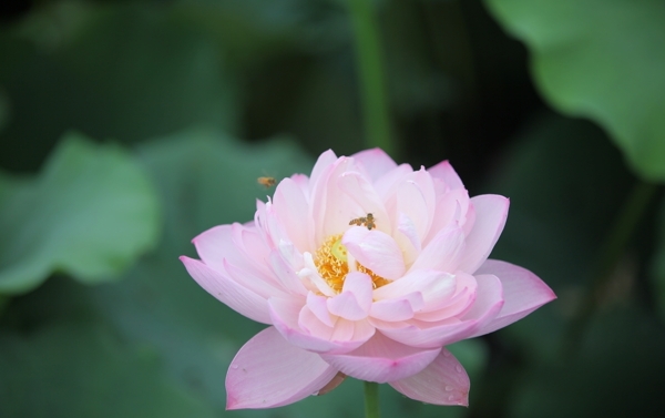 荷花與蜜蜂