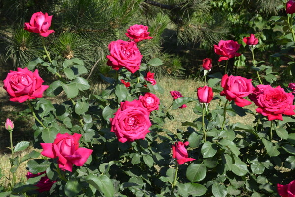 月季花