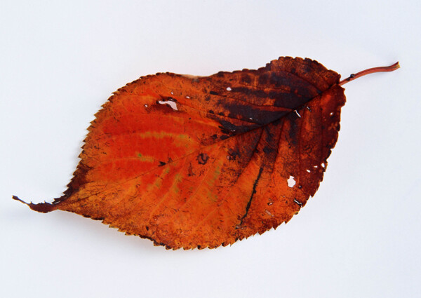 紅葉素材