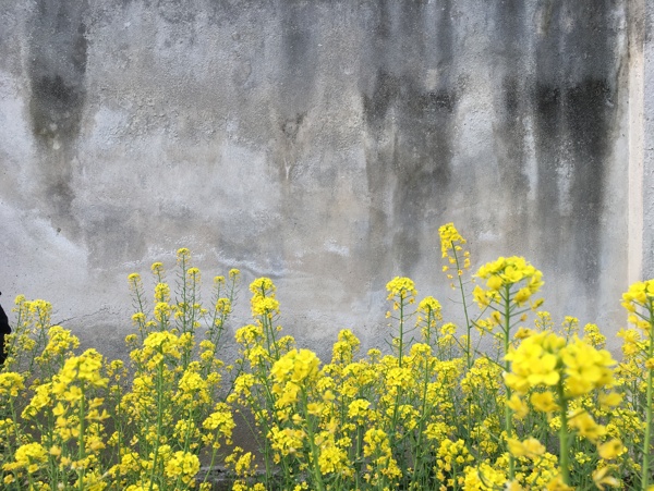 油菜花