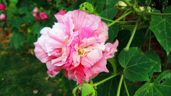 芙蓉花圖片