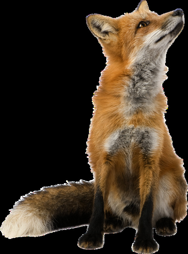 仰头坐立的狐狸免抠png透明图层素材
