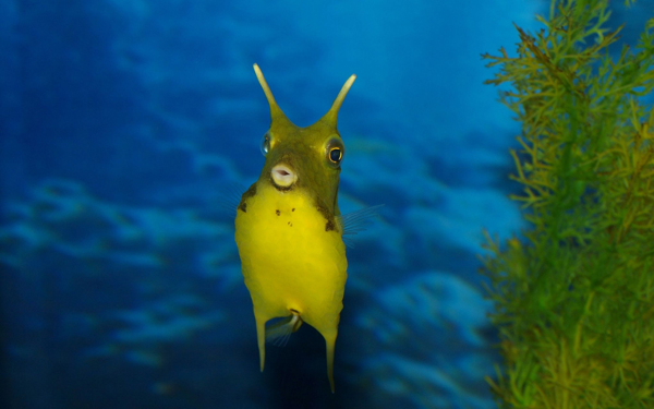 海底生物圖片