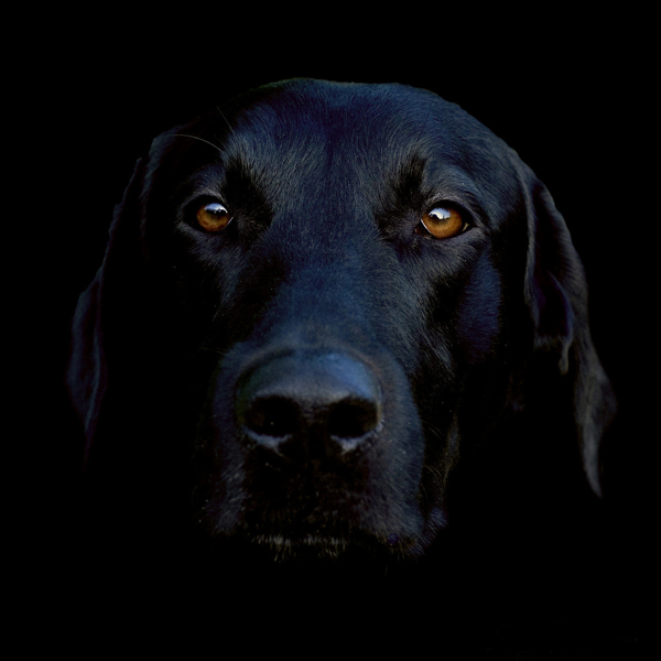 藏獒狗黑狗图片