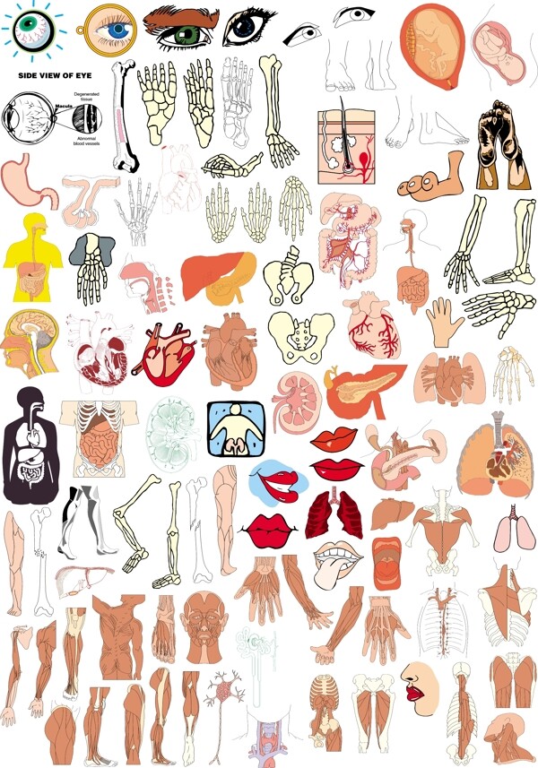 人体肌肉和器官图片