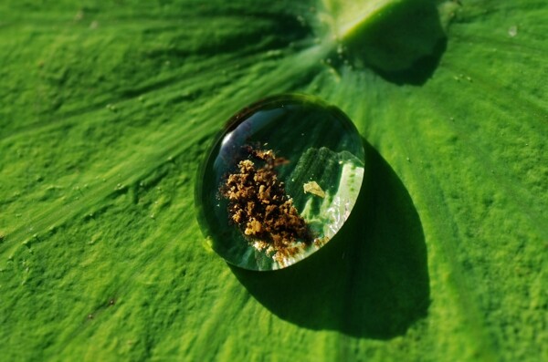 露珠圖片