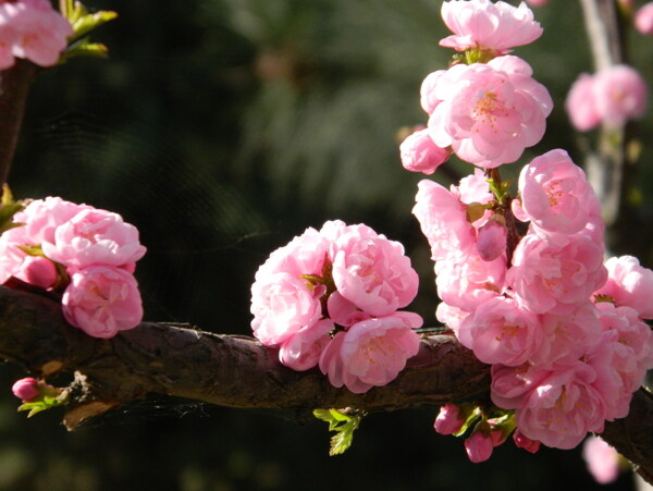 櫻桃花圖片