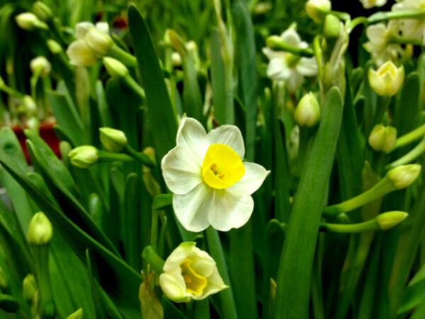 水仙水仙花圖片