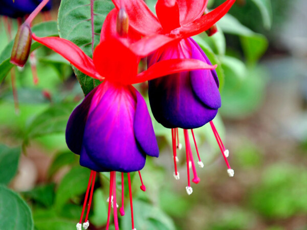 位圖植物花朵寫實(shí)花卉野花免費(fèi)素材