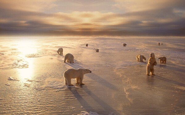 阳光下冰面上的北极熊
