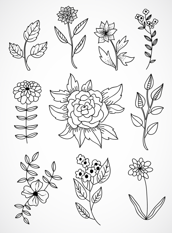 黑白线条手绘植物插画