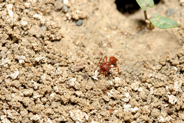 大蚂蚁特写图片