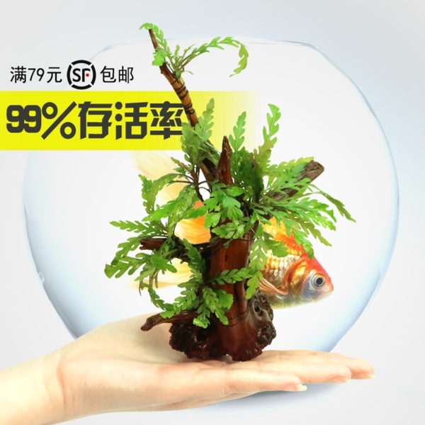 水草