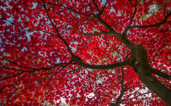 紅葉大樹圖片