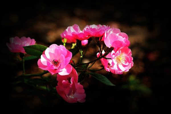 粉色薔薇