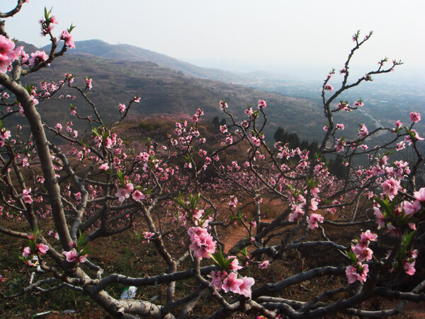 桃花樹枝圖片