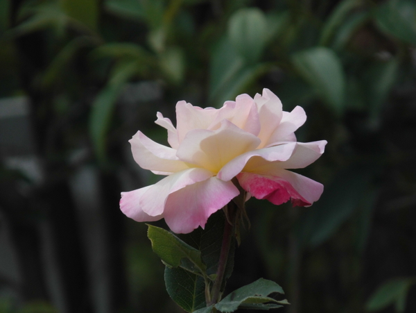 月季花圖片