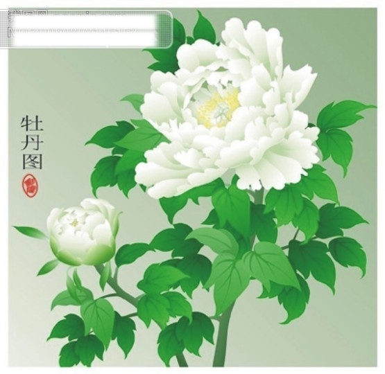 牡丹