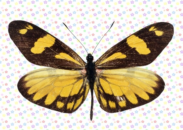 黑黄色蝴蝶图片