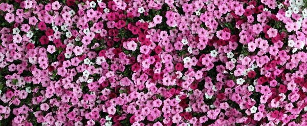 花田