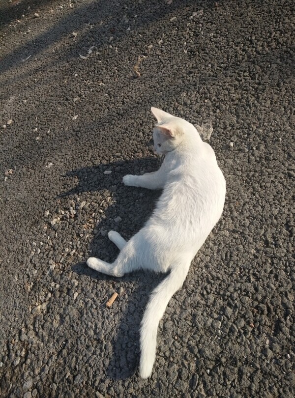 白猫图片