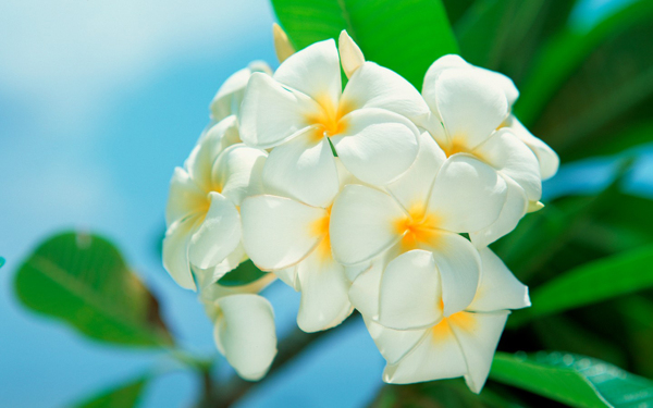 位圖植物花朵寫實(shí)花卉野花免費(fèi)素材