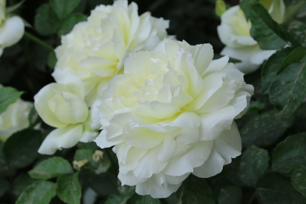 月季花