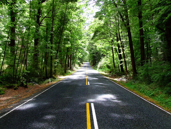 树林道路风景图片