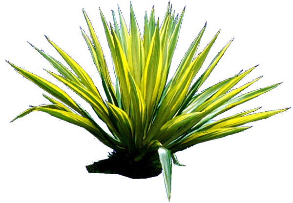 棕櫚椰樹201210植物素材