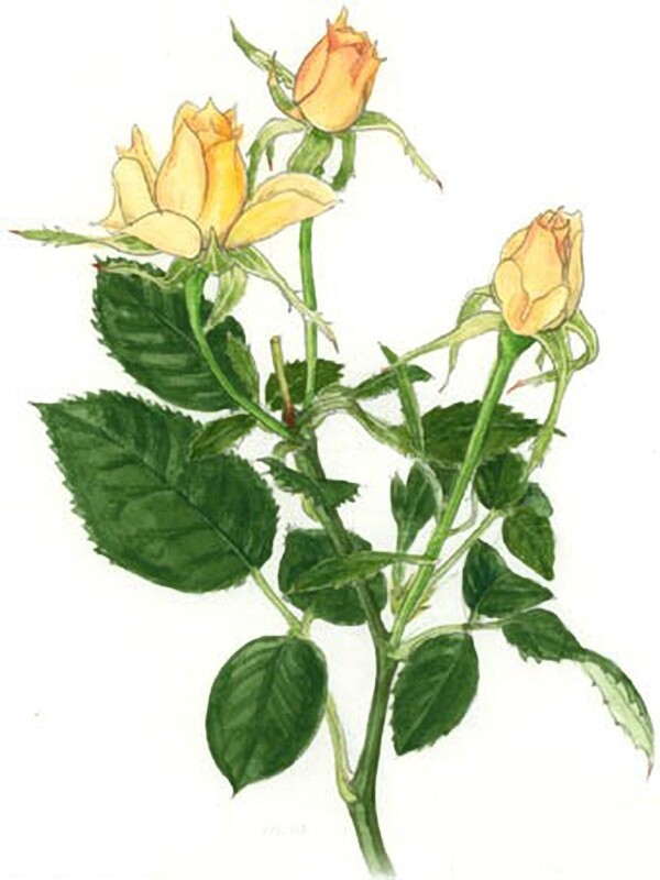 位圖寫意花卉植物花朵免費素材
