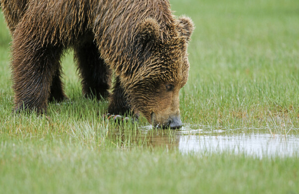 喝水的棕熊