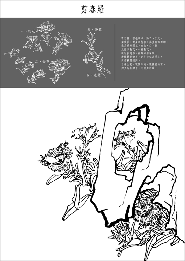 矢量白描剪羅春