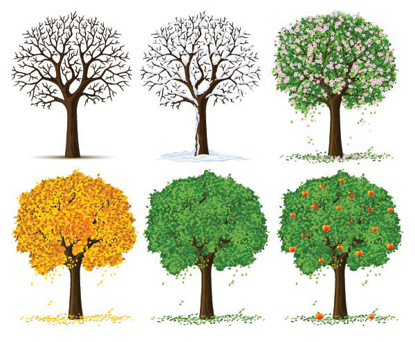 不同季节的树木变化矢量图
